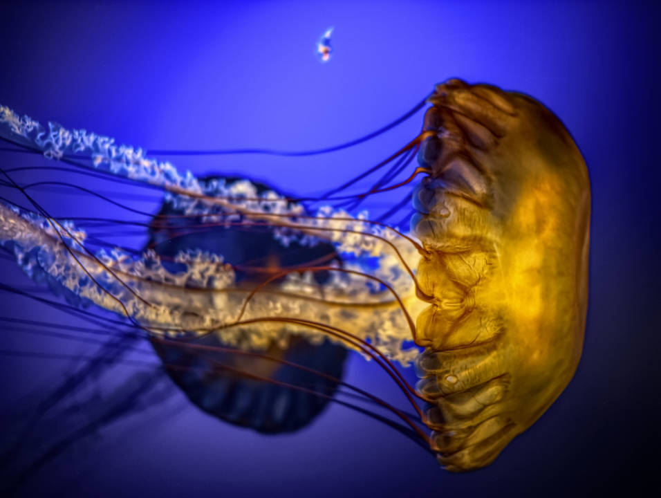 Henry Doorly Jellyfish