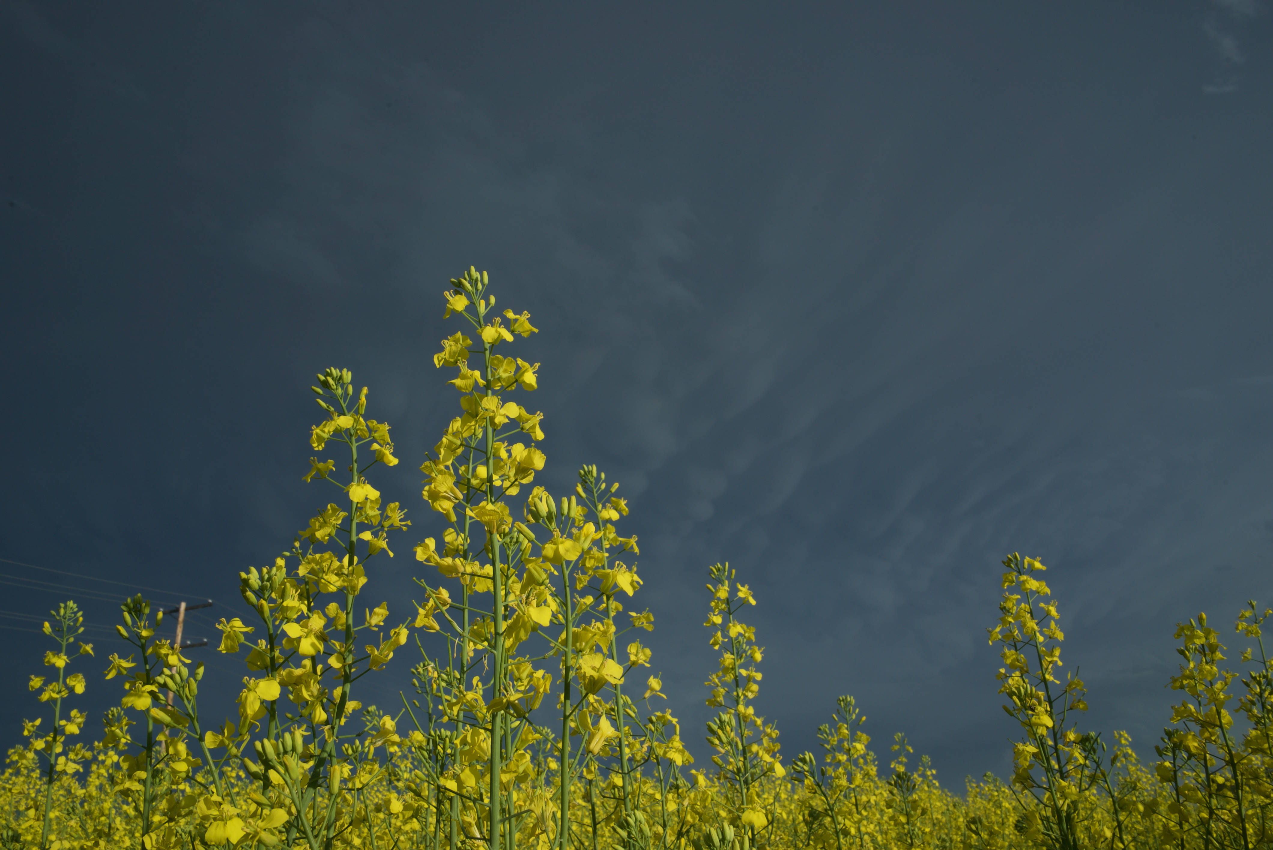 Mammatus Canola