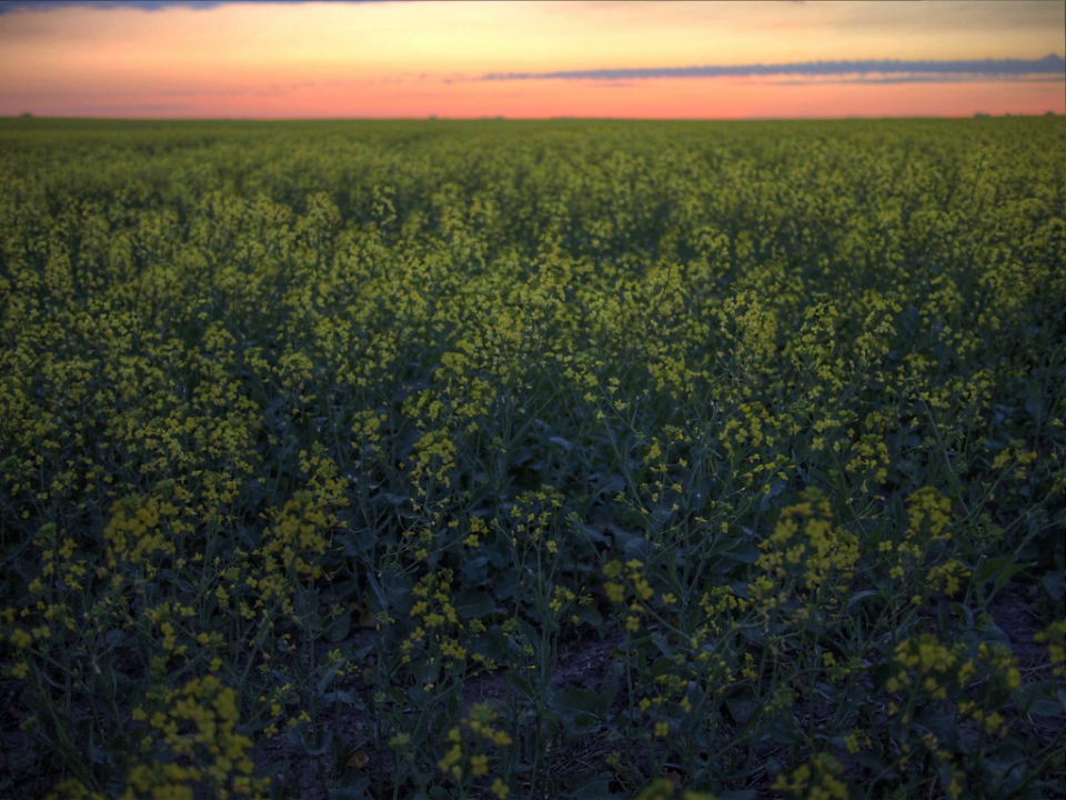 Strongfield Canola