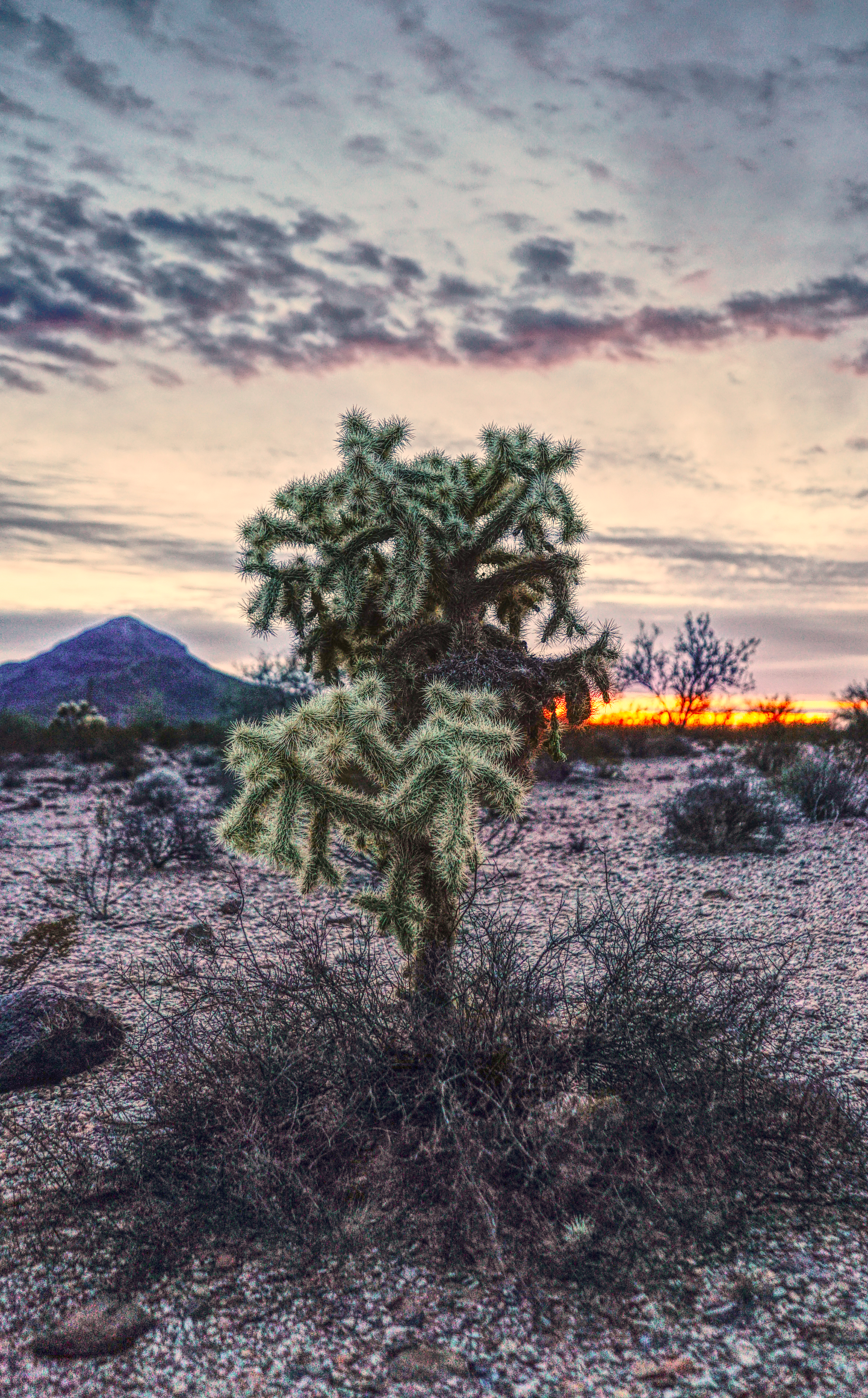 Ajo Cholla