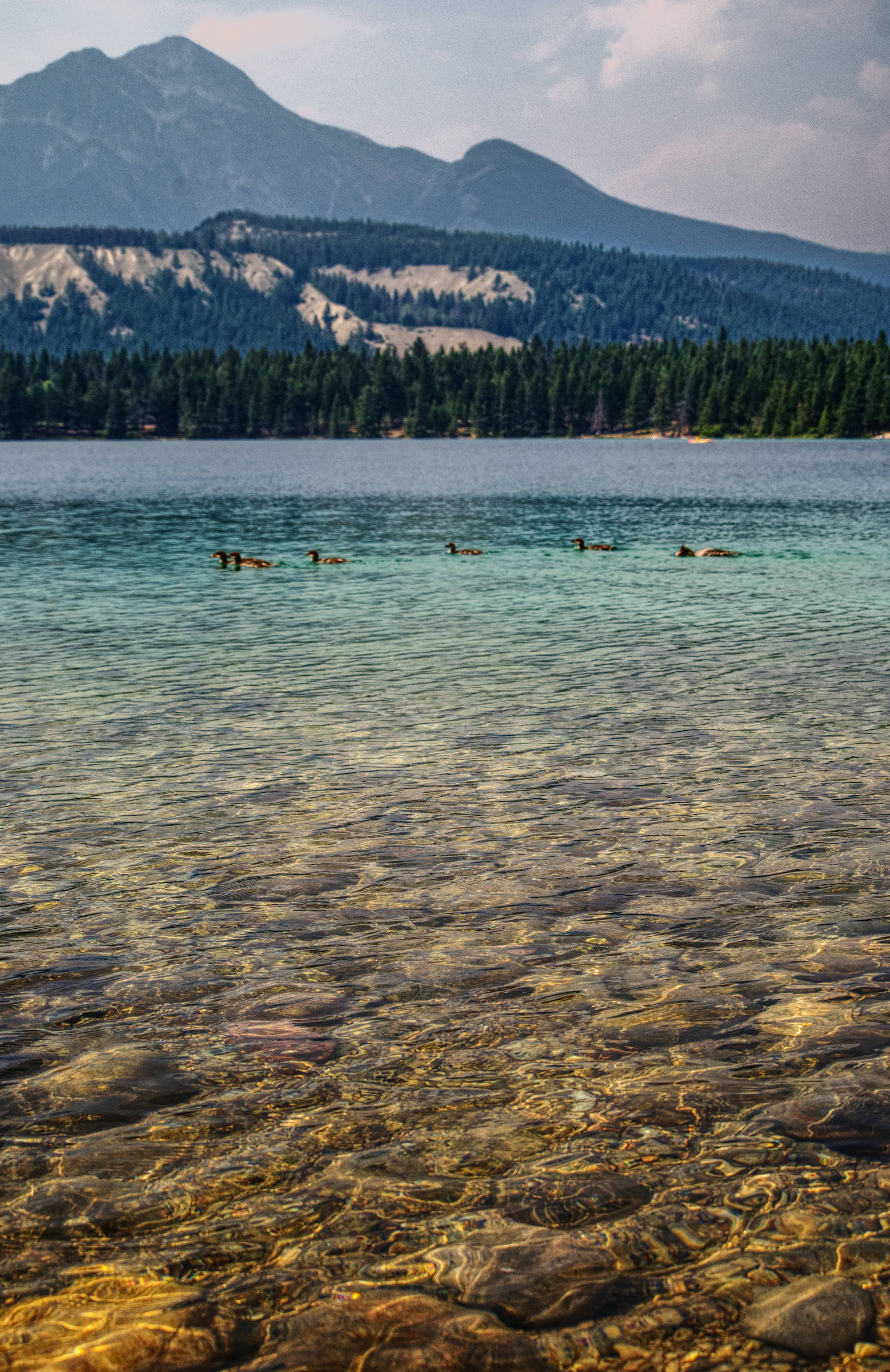 Annette Lake Ducks