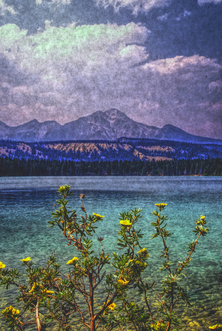 Annette Lake Flowers