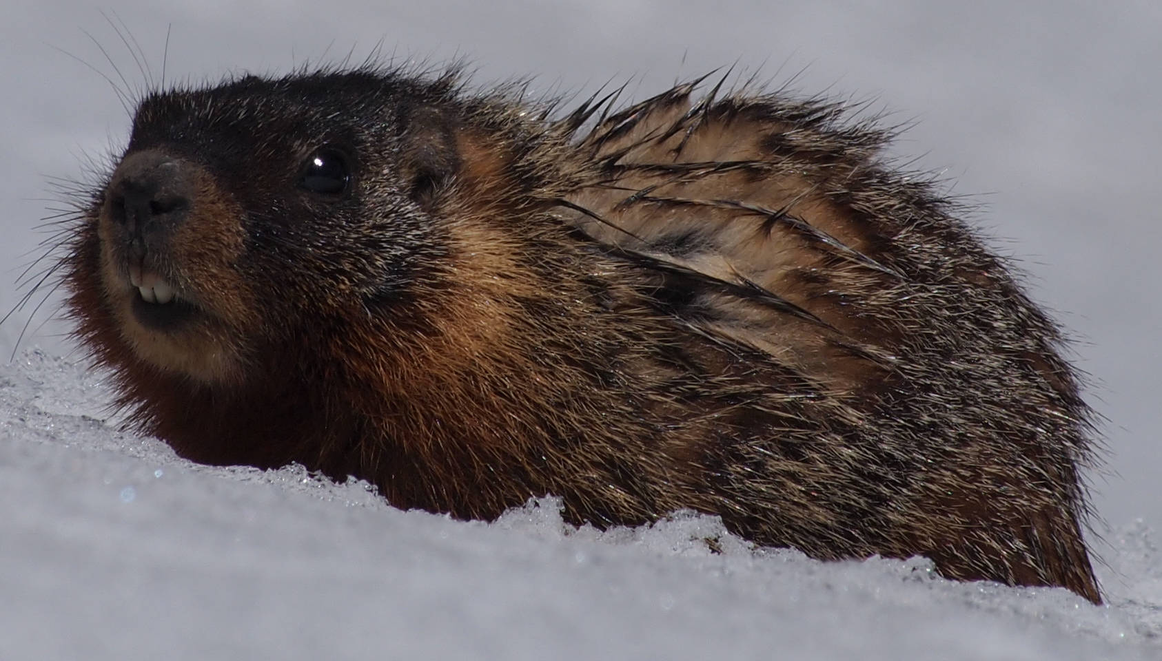 Marmot