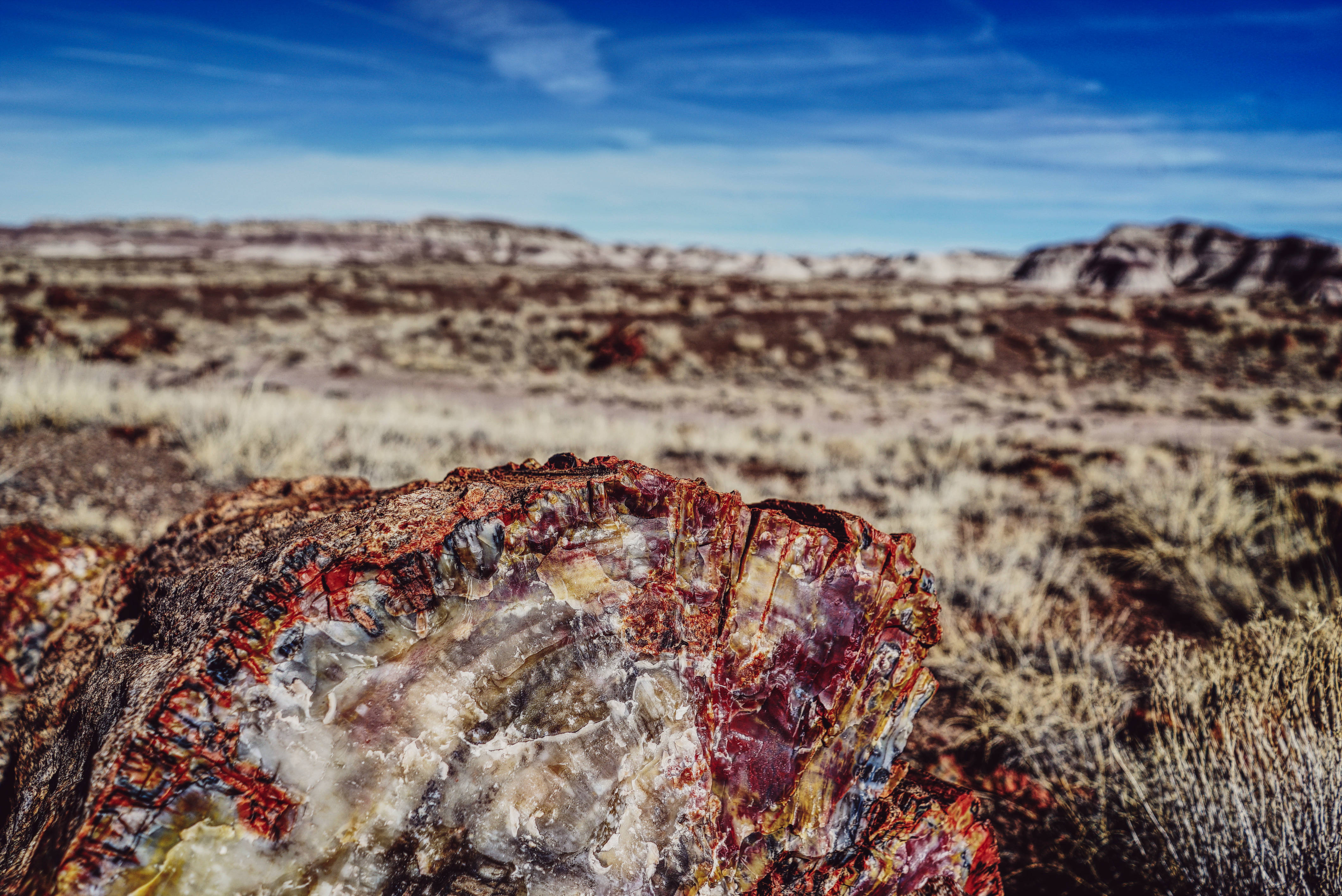 Petrified Forest Fallen Tree