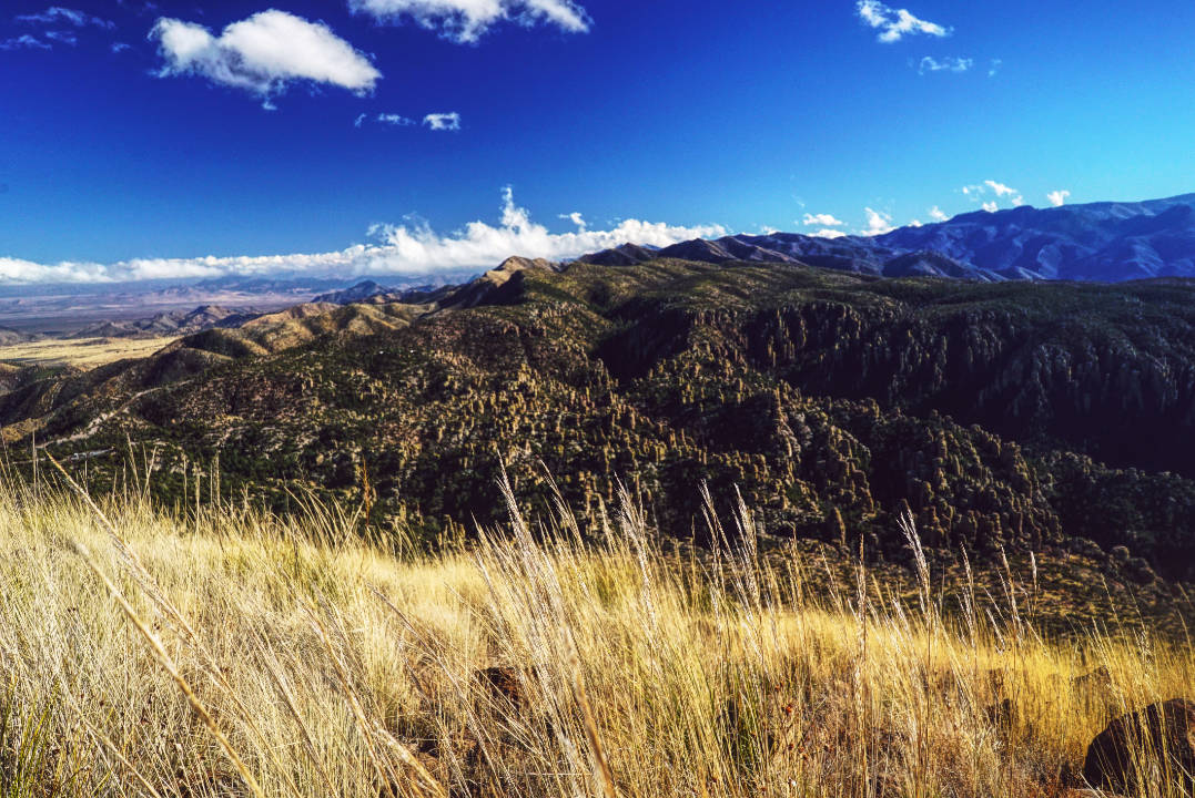 Chiricahua Grass